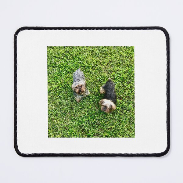 Item preview, Yorkies in the Grass designed and sold by ROSENDE ART HOUSE.
