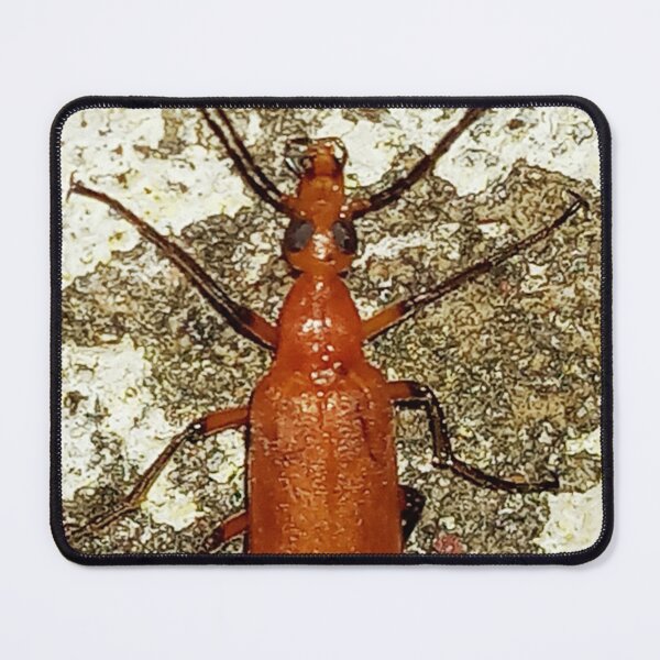 Item preview, Vibrant Red Soldier Beetle Macro Photography designed and sold by AWADHESH CHAURASIA.
