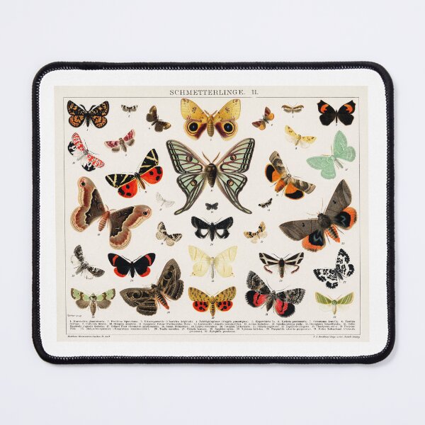 Item preview, Antique Butterfly and Moth Lithograph Original Antique Insect Print by an unknown artist (1894), a collage of beautifully colourful butterflies and moths designed and sold by AngyDesigns49.