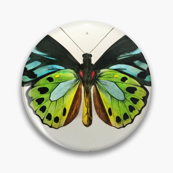Item preview, Green birdwing (Ornithoptera priamus) illustrated by Charles Dessalines D' Orbigny (1806-1876) designed and sold by AngyDesigns49.