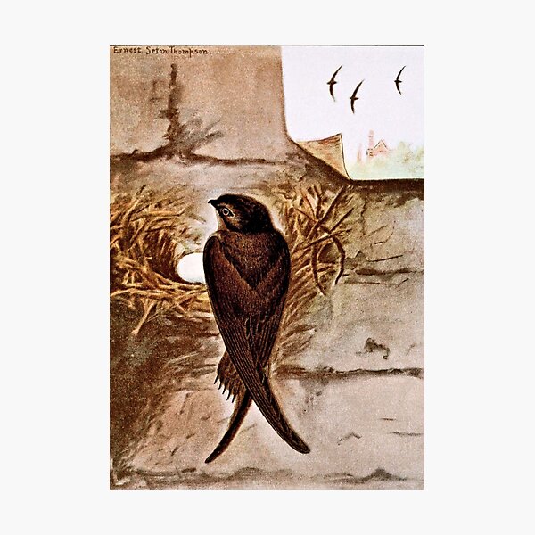 Chimney Swift Photographic Print