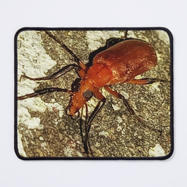 Item preview, Insect macro photography designed and sold by AWADHESH  CHAURASIA.