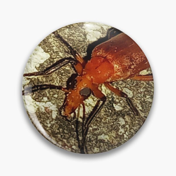 Item preview, Insect macro photography designed and sold by AWADHESH  CHAURASIA.