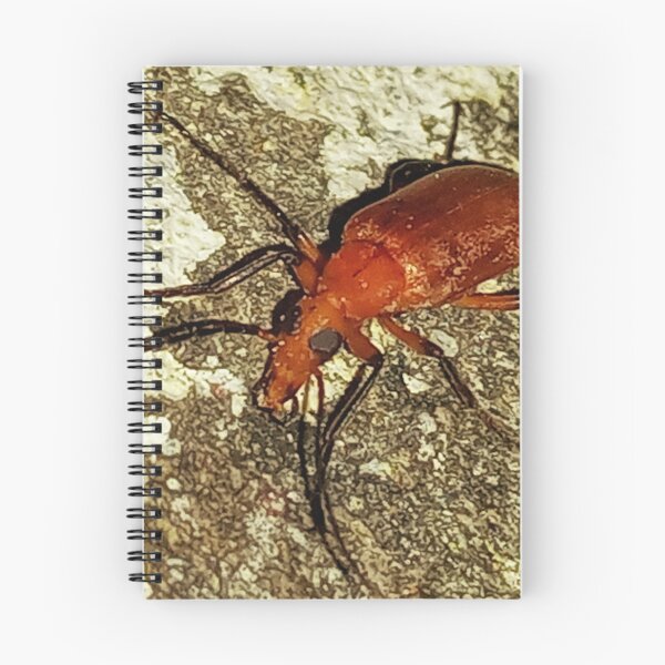 Item preview, Insect macro photography designed and sold by AWADHESH  CHAURASIA.
