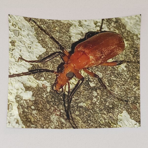 Item preview, Insect macro photography designed and sold by AWADHESH CHAURASIA.