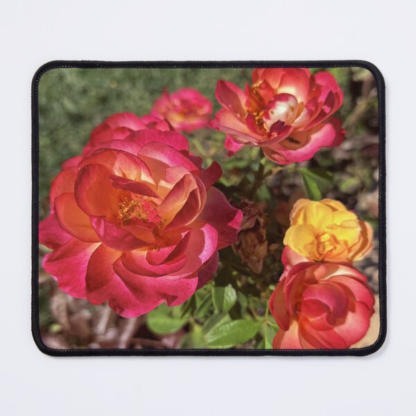 Item preview, Sunset Coral and Yellow Roses - Garden Floral Photography designed and sold by BalkanBloomArt.