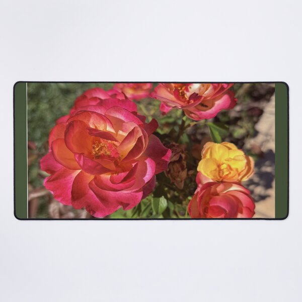 Item preview, Sunset Coral and Yellow Roses - Garden Floral Photography designed and sold by BalkanBloomArt.