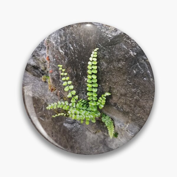 Item preview, Green Fern Growing on Rock designed and sold by PhuongVoArt.