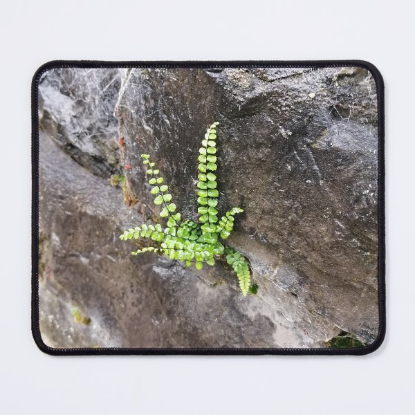 Item preview, Green Fern Growing on Rock designed and sold by PhuongVoArt.