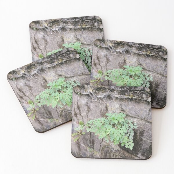 Item preview, Green Plant Growing on Stone designed and sold by PhuongVoArt.