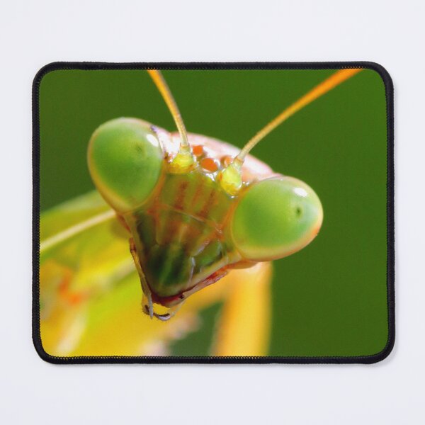 Item preview, Carolina mantis designed and sold by Parks and X.
