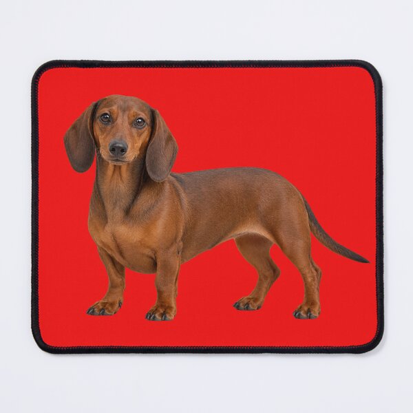 Item preview, Dachshund  designed and sold by cringe0015.