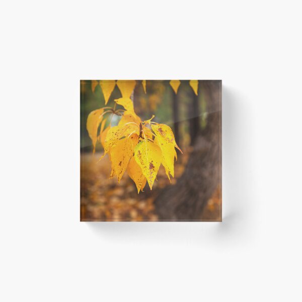 Item preview, Close up of Golden Autumn Leaves designed and sold by jklune.