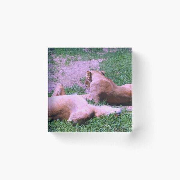Item preview, Lionesses designed and sold by Creek Nymph Photography.