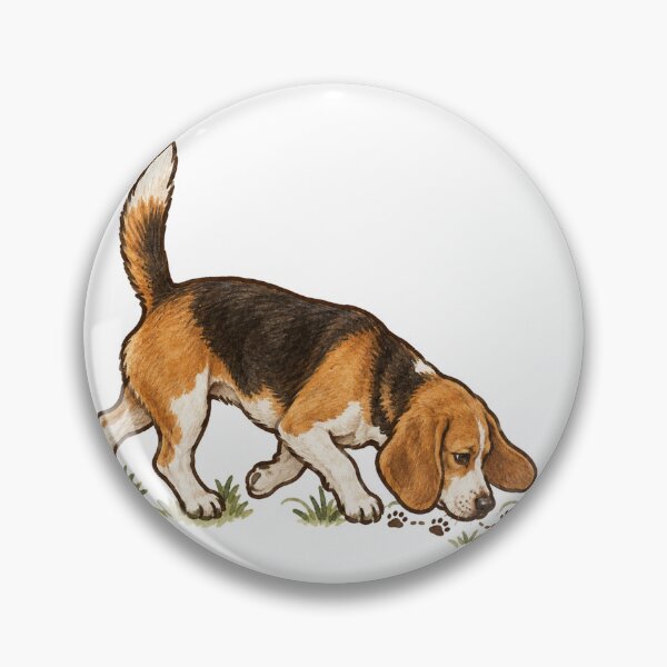 Artikelvorschau, Dreifarbiger Beagle folgt mit gesenkter Nase einer Duftspur entworfen und verkauft von eignvalue.