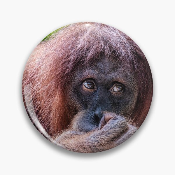 Artikelvorschau, Orang Utan 12 entworfen und verkauft von photograham.