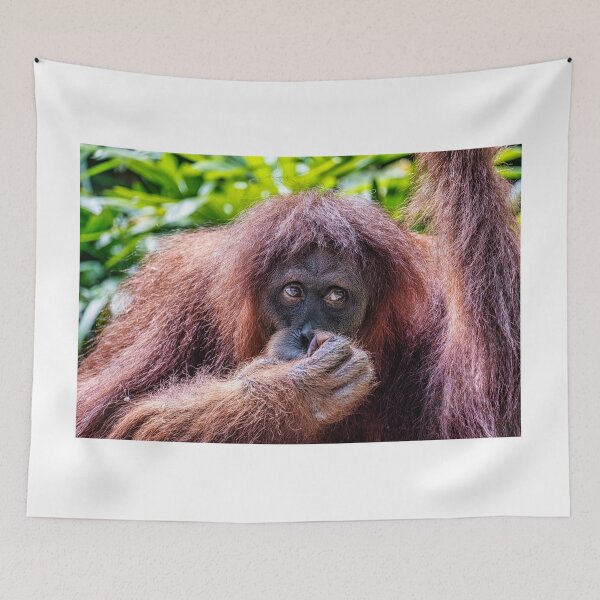 Artikelvorschau, Orang Utan 12 entworfen und verkauft von photograham.
