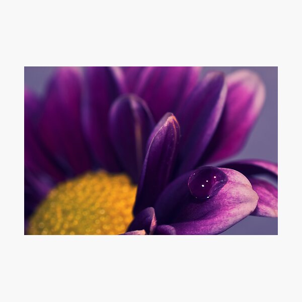 Item preview, Harmony designed and sold by Angela  Ardis.