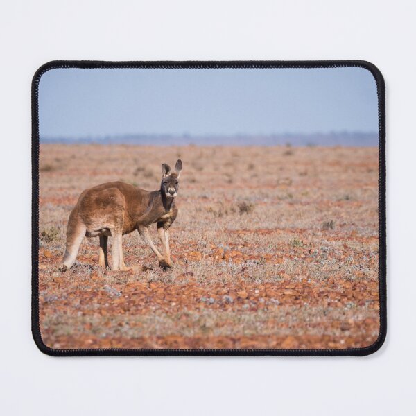 Item preview, A red kangaroo in the Australian outback designed and sold by Gilmore Photography.