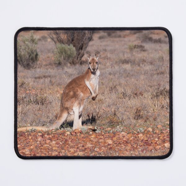 Item preview, A red kangaroo in the Australian outback designed and sold by Gilmore Photography.