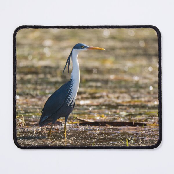 Item preview, A pied heron in the Kimberley, Australia designed and sold by Gilmore Photography.