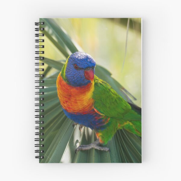 Item preview, Rainbow lorikeet perched on a palm tree designed and sold by Gilmore Photography.