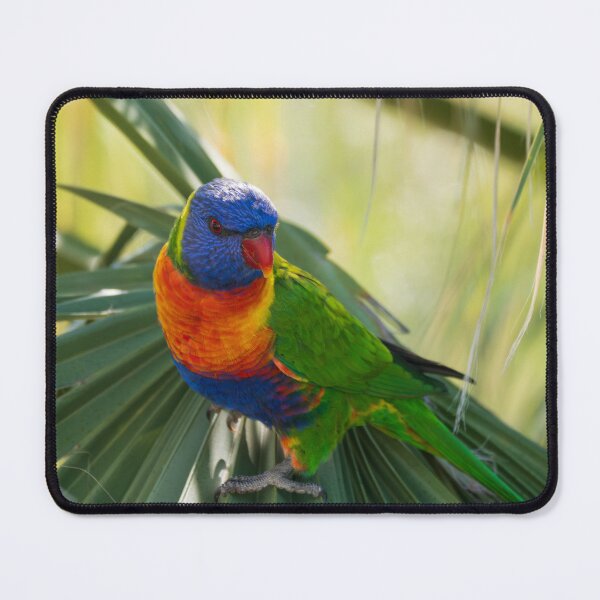 Item preview, Rainbow lorikeet perched on a palm tree designed and sold by Gilmore Photography.