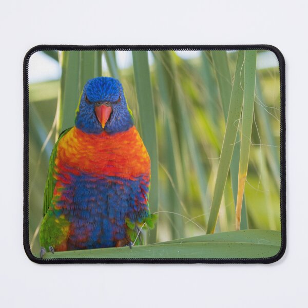 Item preview, Rainbow lorikeet perched on a palm tree designed and sold by Gilmore Photography.