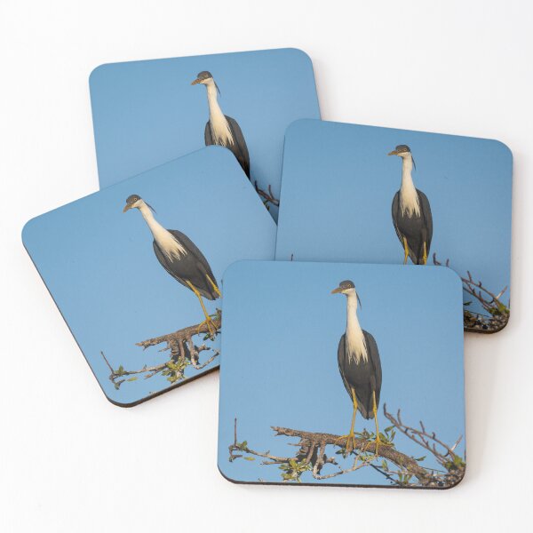 Item preview, A pied heron in the Kimberley, Australia designed and sold by Gilmore Photography.