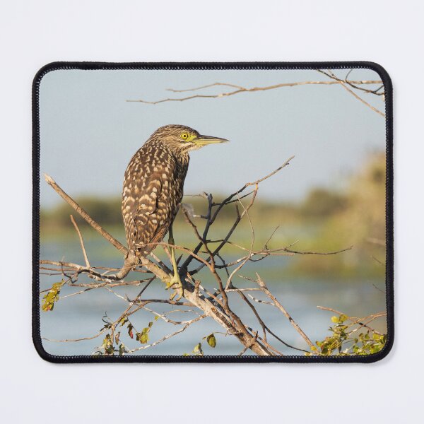 Item preview, A nankeen night heron in the Kimberley, Australia designed and sold by Gilmore Photography.
