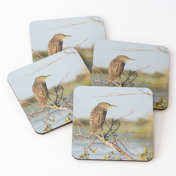 Item preview, A nankeen night heron in the Kimberley, Australia designed and sold by Gilmore Photography.