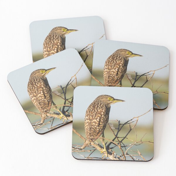 Item preview, A nankeen night heron in the Kimberley, Australia designed and sold by Gilmore Photography.