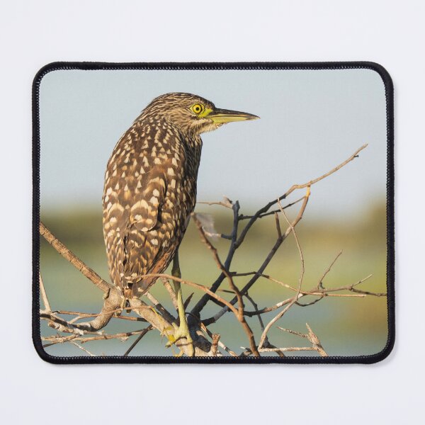 Item preview, A nankeen night heron in the Kimberley, Australia designed and sold by Gilmore Photography.