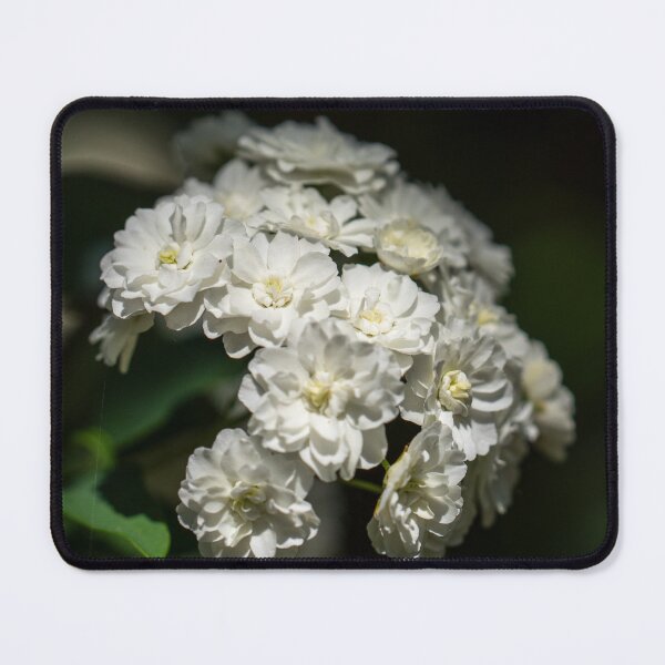 Item preview, White Rose Blossoms designed and sold by MirrorsFineArt.