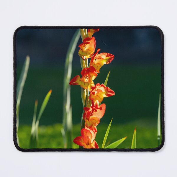 Item preview, Gladiolus designed and sold by MirrorsFineArt.