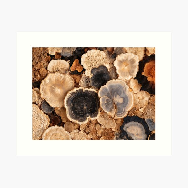 Item preview, Nature Mushroom Texture Macro - Ancient Growth designed and sold by Atlas-of-Worlds.