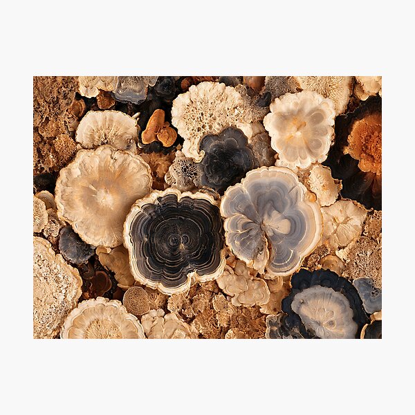 Item preview, Nature Mushroom Texture Macro - Ancient Growth designed and sold by Atlas-of-Worlds.