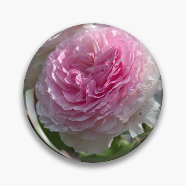 Item preview, Beautiful English Pink Rose Blooms designed and sold by BrizzlePix.