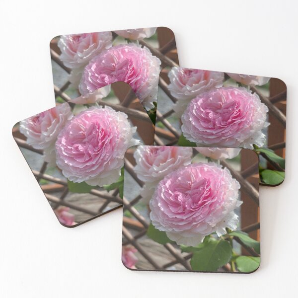Item preview, Beautiful English Pink Rose Blooms designed and sold by BrizzlePix.