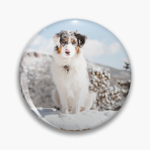 Artikelvorschau, Blue Merle Australian Shepherd im Schnee entworfen und verkauft von VanGaldo.