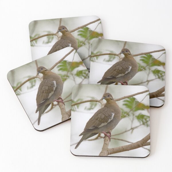 Item preview, White-winged Dove designed and sold by EnglandEcology.