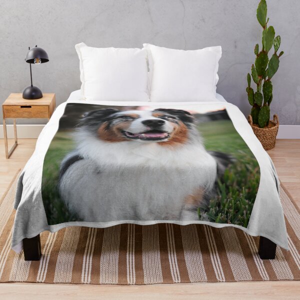 Item preview, Fluffy Blue Eyed Australian Shepherd Photo designed and sold by VanGaldo.
