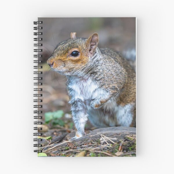 Item preview, Eastern grey squirrel (Sciurus carolinensis)   designed and sold by Stephen Jarman.