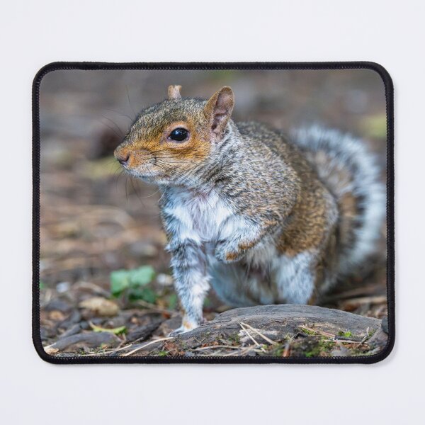 Artikelvorschau, Östliches Grauhörnchen (Sciurus carolinensis) entworfen und verkauft von Stephen Jarman.