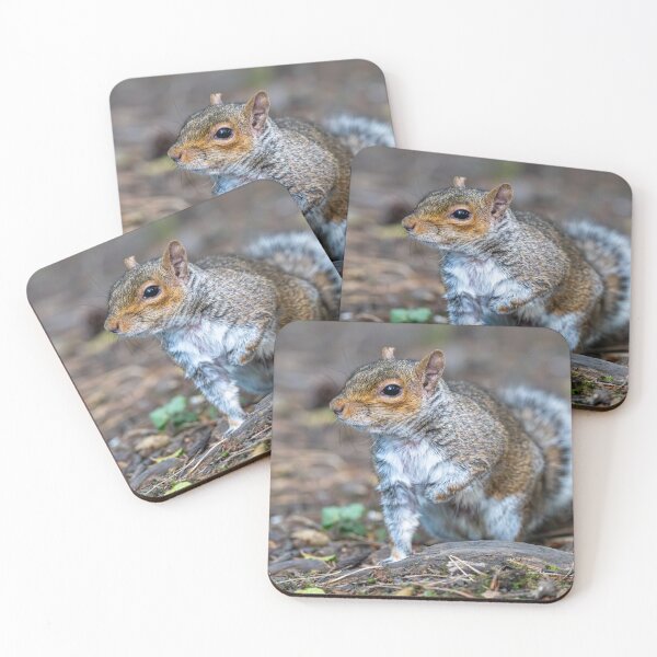 Item preview, Eastern grey squirrel (Sciurus carolinensis)   designed and sold by Stephen Jarman.