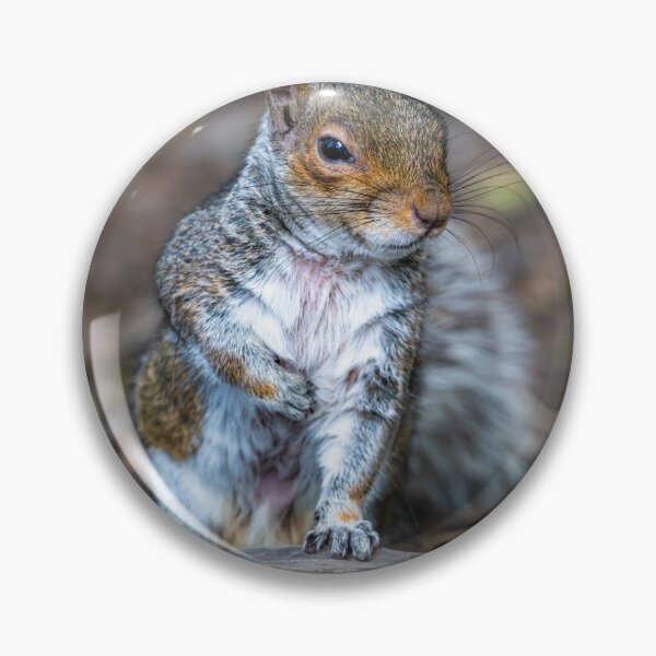 Item preview, Eastern grey squirrel (Sciurus carolinensis)   designed and sold by Stephen Jarman.