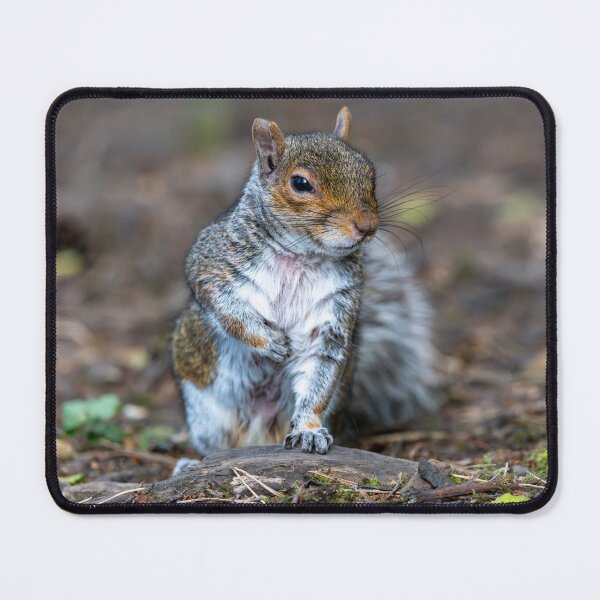 Item preview, Eastern grey squirrel (Sciurus carolinensis)   designed and sold by Stephen Jarman.