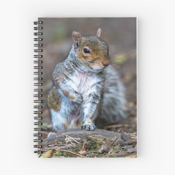 Item preview, Eastern grey squirrel (Sciurus carolinensis)   designed and sold by Stephen Jarman.