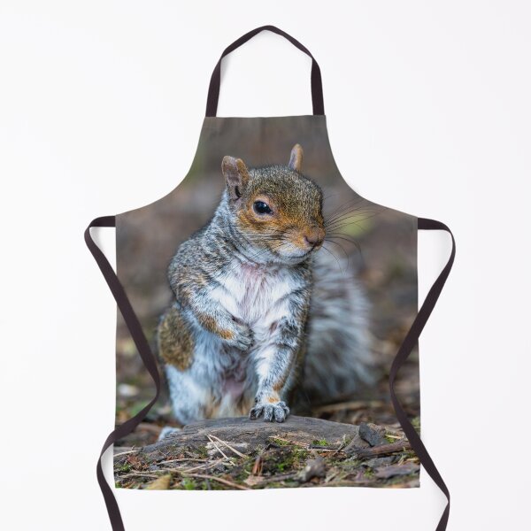 Item preview, Eastern grey squirrel (Sciurus carolinensis) designed and sold by Stephen Jarman.