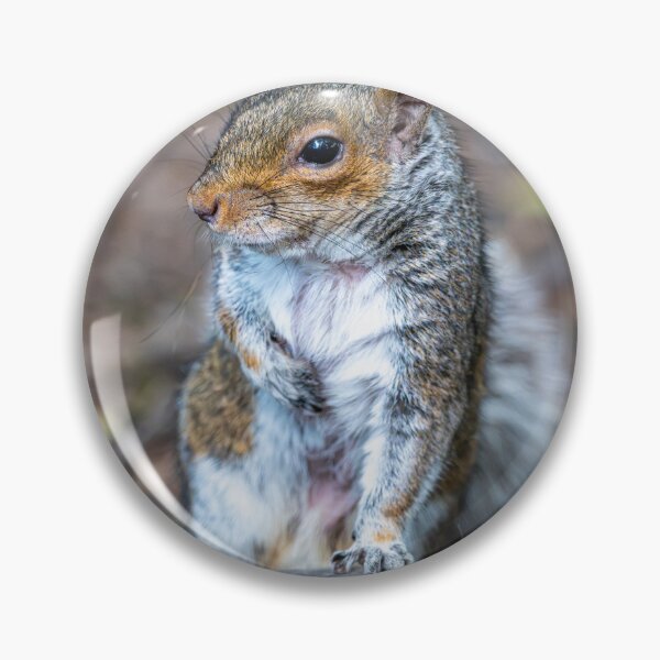 Item preview, Eastern grey squirrel (Sciurus carolinensis)   designed and sold by Stephen Jarman.